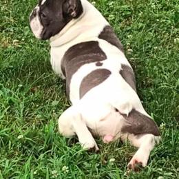 French Bulldog All Grown Up from Bourbon Trail Frenchies