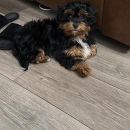 Dolce - Shihpoo