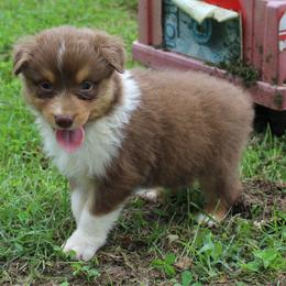 Abilene - Red tri-color female Australian Shepherd puppy in Kansas, Oklahoma from Windy G Farm