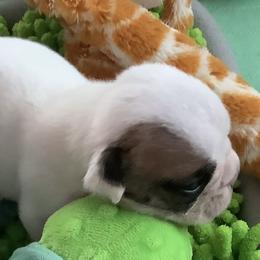 Girl 1 - White female Bulldog puppy in Tierra Verde, Florida from Destiny Kennel