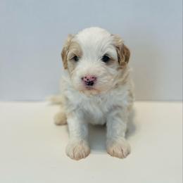 Yeti-Yellow - Yellow and white male Bernedoodle puppy in Casper, Wyoming from 307 Doodles