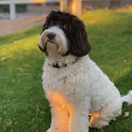 Olivia - Australian Labradoodle