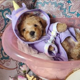 Cockapoo and Poodle Puppies from Golden Paws