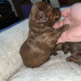 Dachshund Puppies from Do It With Love Dachshunds