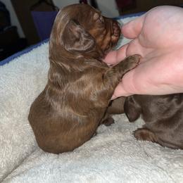 Dachshund Puppies from Do It With Love Dachshunds