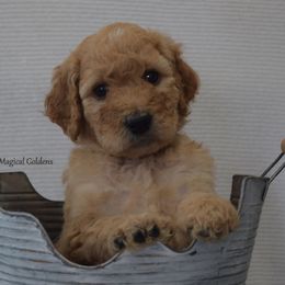 Goldendoodle and Golden Retriever Puppies from Magical Goldens