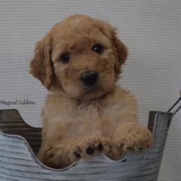 Goldendoodle and Golden Retriever Puppies from Magical Goldens