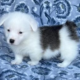 Archie - Brindle and white male American Corgi puppy in Washington, Arkansas from Foxy Knoll Farm