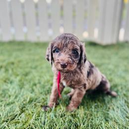 Evie - Merle female Labradoodle puppy in Elizabeth City, North Carolina from Howdy Doodles