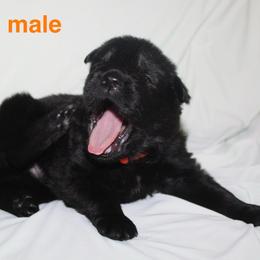 Orange male - Black male German Shepherd puppy in Ann Arbor, Michigan from Von Der Havier German Shepherds