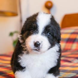 Orion - male Australian Mountain Doodle puppy in Lafayette, Missouri from Brick House Farm Doodles