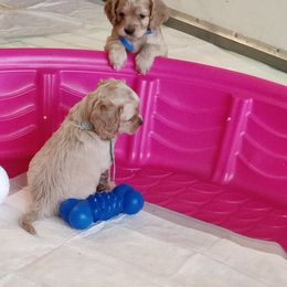 Cockapoo Puppies from Daysi's Puppies