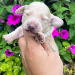 Cream boy one - Cream male Dachshund puppy in Payette, Idaho from NT Mini Doxies