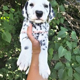 Haribo pink - White and black female Dalmatian puppy in Conrath, Wisconsin from JSF Dalmatians LLC