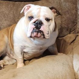 MC - Bulldog