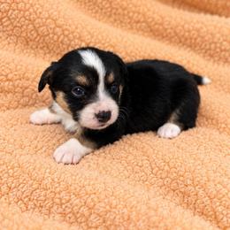 Reba - Black and white female Cardigan Welsh Corgi puppy in Kerens, West Virginia from Leather & Lace