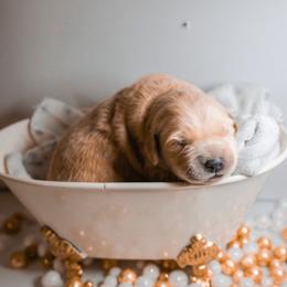 Golden Retriever Puppies from UnrivaledGoldens