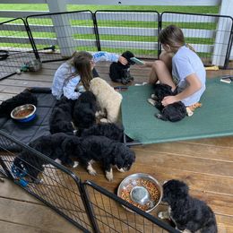 Bernedoodle Puppies from Oodles of Doodles