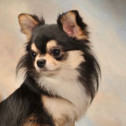 Chihuahuas from Brislin Chihuahuas