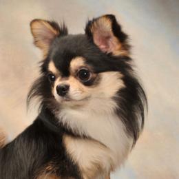 Chihuahuas from Brislin Chihuahuas