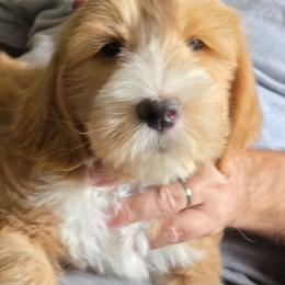 Adam - gold - Sable male Goldendoodle puppy in Phoenix, Arizona from Kerri's Goldendoodles