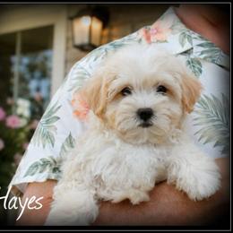 Hayes - White and tan male Maltese puppy in Warren, Michigan from Danielle's Yorkie Babies