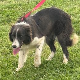 Charlie - Border Collie