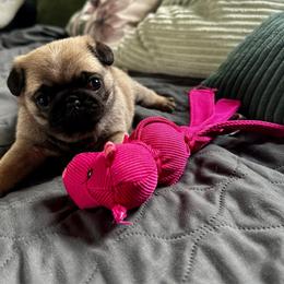 Pink - Fawn female Pug puppy in Baylis, Illinois from Cameo's Pugs