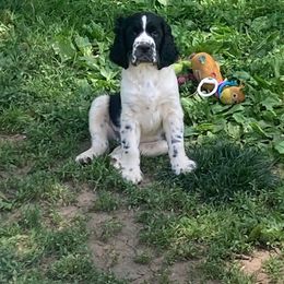 Cavalier King Charles Spaniel and English Springer Spaniel Puppies from Liberty Springers and Cavaliers