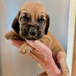 Male 6 - Red male Bloodhound puppy in Paoli, Indiana from Houndsarunning Bloodhounds