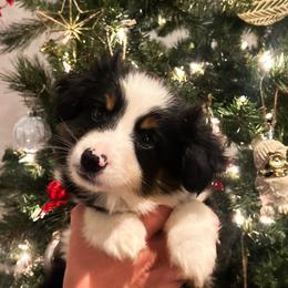 Black tri 1 - Black tri male Miniature Australian Shepherd puppy in New Bern, North Carolina from KD Miniature Aussies