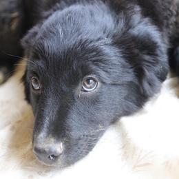Neddie - Black & white male Australian Shepherd puppy in Hillsboro, Ohio from Sugar Grove Farms