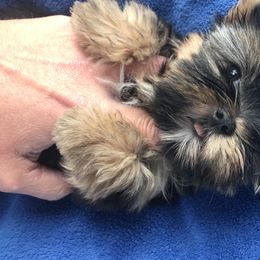 Yorkshire Terrier Puppies from Alaska’s Baby Yorkies