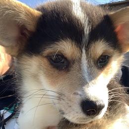 Boy 4 - Black and tan Pembroke Welsh Corgi puppy in Missouri from Cooler Farms Corgis