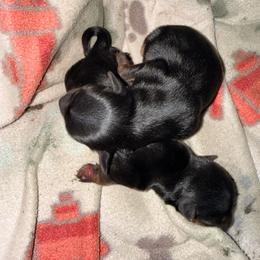 Tulip - Blue and gold female Yorkshire Terrier puppy in Phoenix, Arizona from Yuma Yorkie Co.