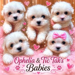 Female - White male Coton de Tulear puppy in Yuba City, California from Sutter Buttes Coton De Tulear