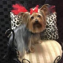 Cupcake - Yorkshire Terrier