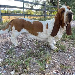 Basset Hound puppies from On My Way 2U Acres