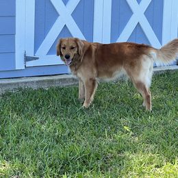 Molly - Golden Retriever