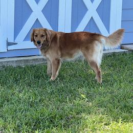 Molly - Golden Retriever