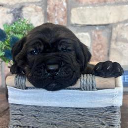 Orange collar - Chestnut brindle male Cane Corso puppy in Tucson, Arizona from Cane Corso Friends