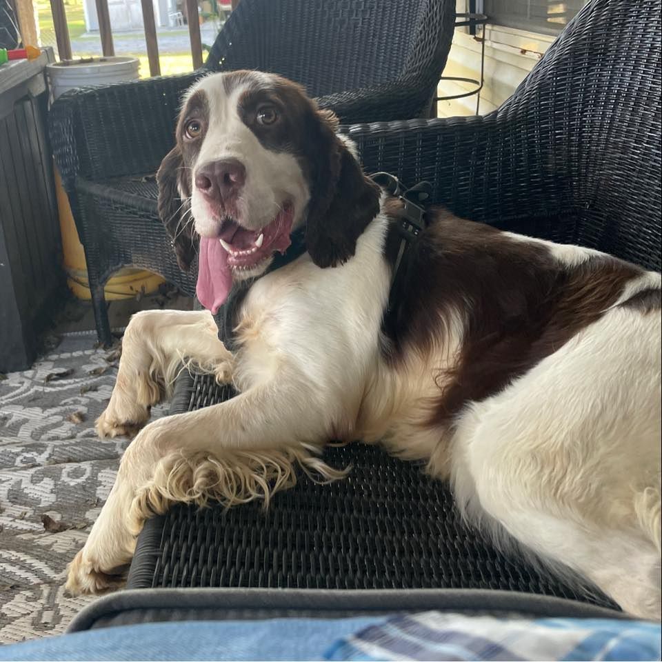 Sherrouse English Springer Spaniels In Florida 