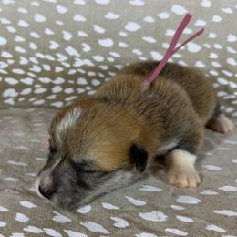 Mauve Collar Female - Sable female Pembroke Welsh Corgi puppy in Victoria, Texas from Clear Creek Corgis