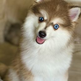 Bentley - Tri-color male Pomsky puppy in Spokane Valley, Washington from Northern Blue Pomskies