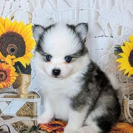 Beech - 1800 - Black and white male Pomsky puppy in Spring Hill, Florida from www.PuppyTimeEmporium.com