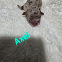 Axel - Red merle male Aussiedoodle puppy in Loveland, Colorado from A&L Ranch Aussiedoodles