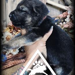 Dusty - Black and tan male German Shepherd puppy in Sequim, Washington from German Shepherd Haus
