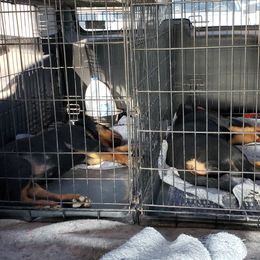 Rottweiler Puppies from Gottlïchen Rottweilers