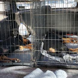Rottweiler Puppies from Gottlïchen Rottweilers