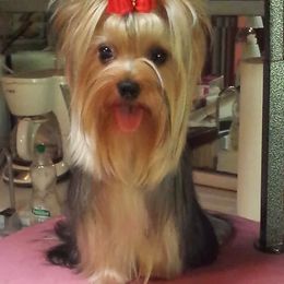 Yorkshire Terriers from Cannon Yorkies